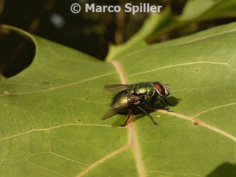 Calliphora